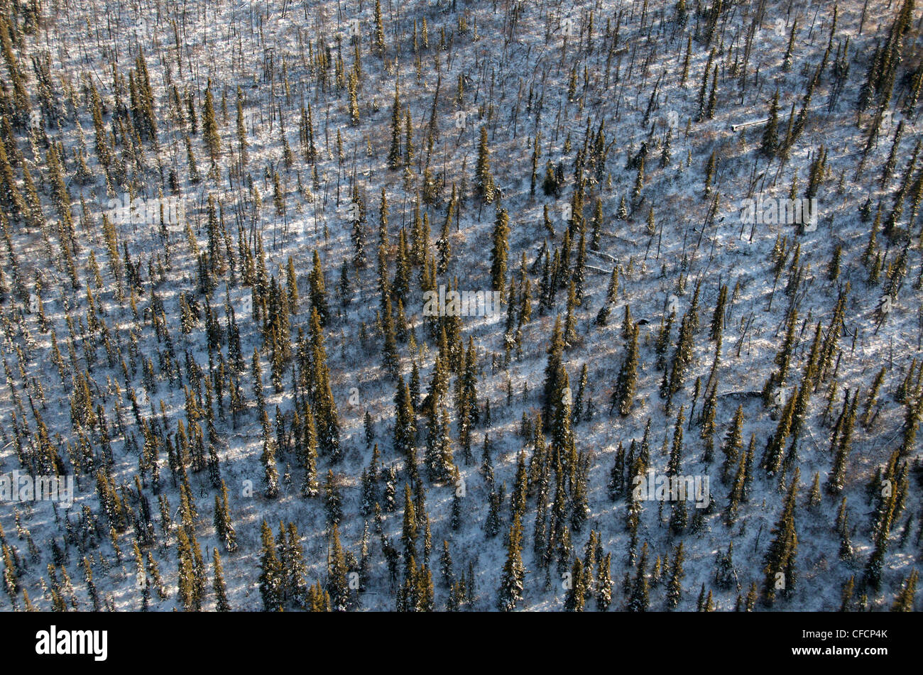 Spruce Trees-Aerial View, Yukon Territory, Canada Stock Photo