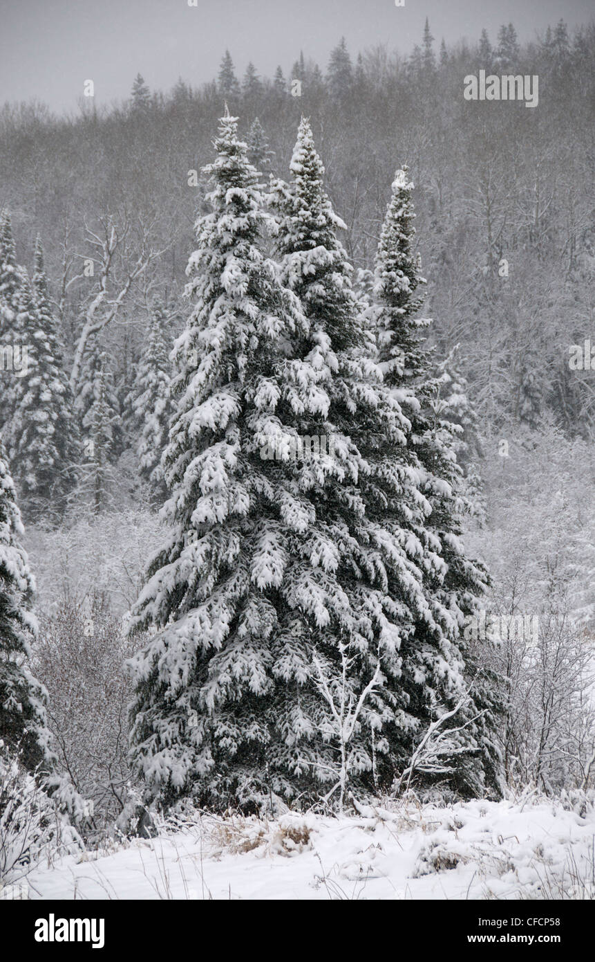 Winter scene of snowy Spruce; Boreal Forest near Thunder Bay, Ontario, Canada Stock Photo
