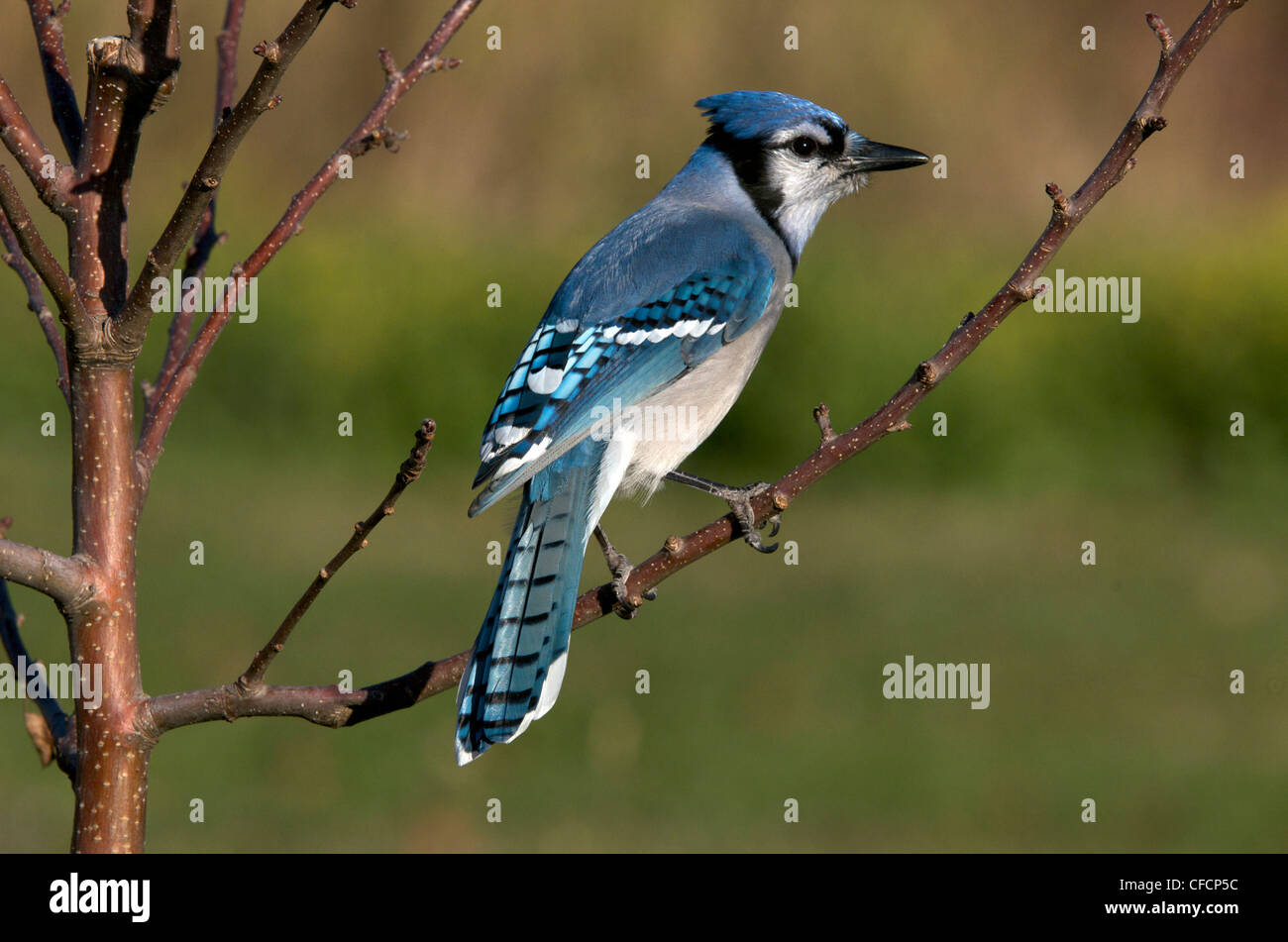 A Blue Jay (Cyanocitta cristata) perched on a tree branch. Ontario, Canada. Stock Photo