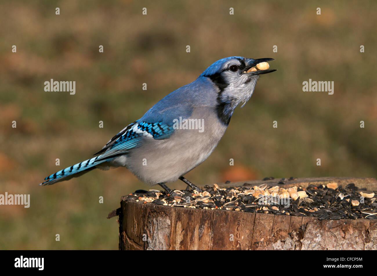 Blue Jays Cyanocitta Cristata On Bird Feeder Ontario Canada