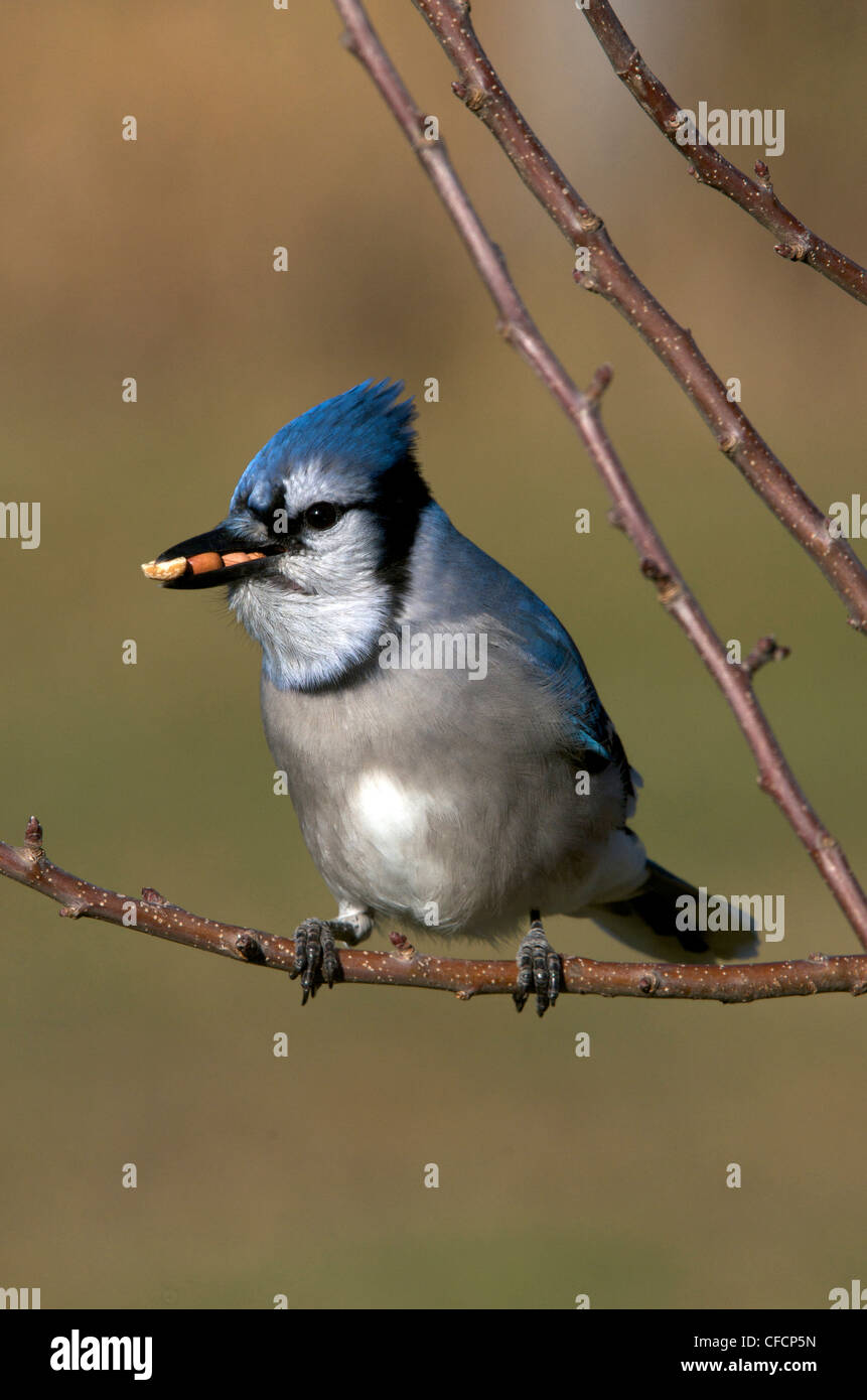 The Blue Jay (Cyanocitta cristata) sitting on tree branch with mouthful of nuts. Ontario, Canada Stock Photo
