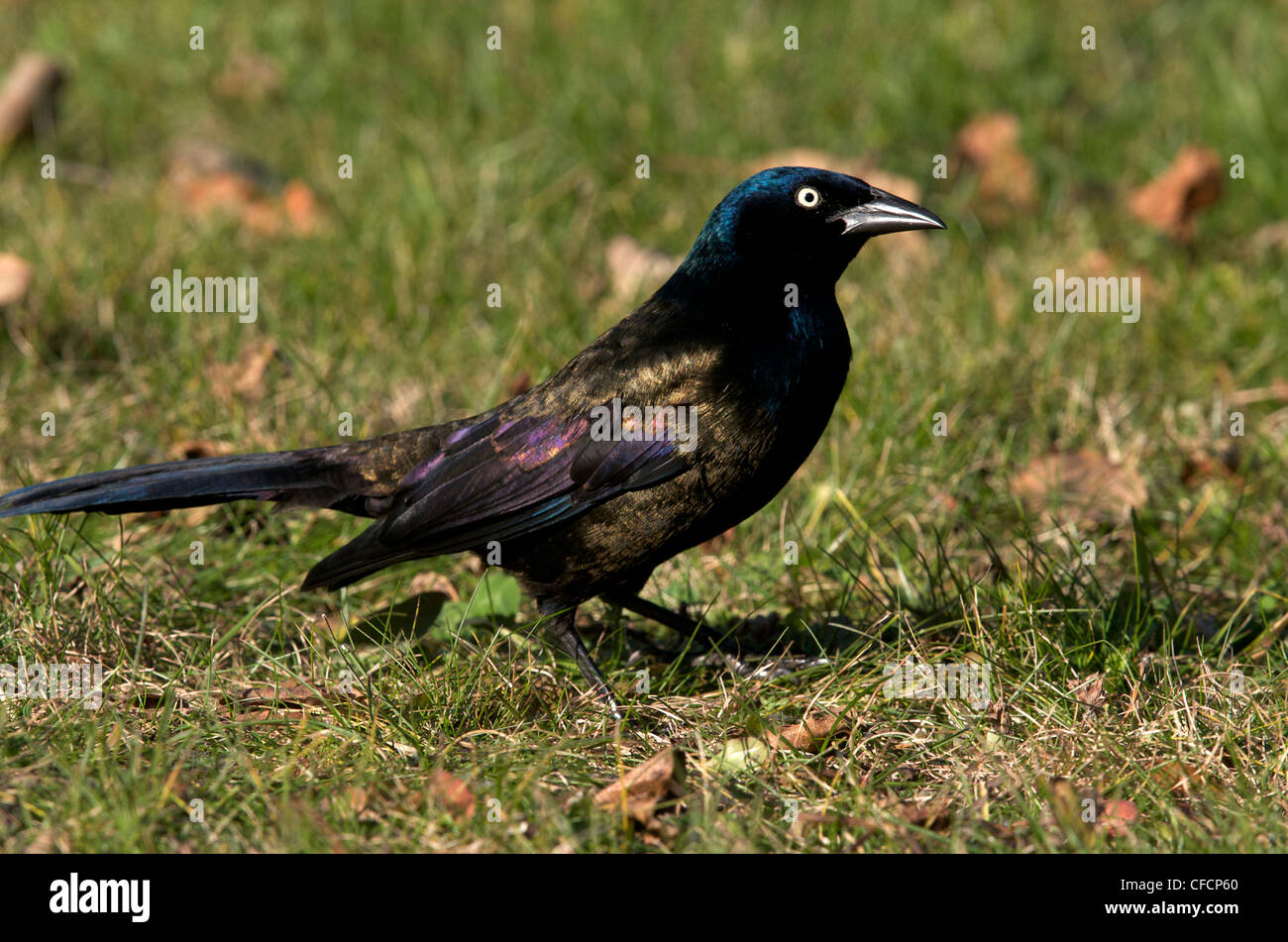 Common Grackle (Quiscalus quiscula) on grassy ground. Ontario, Canada. Stock Photo