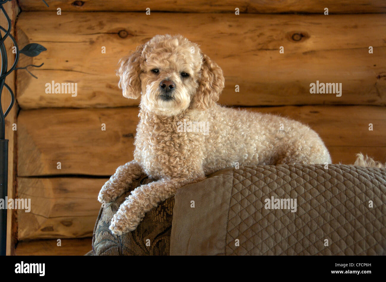 Mixed-breed Bichon-Poodle dog resting on back of a couch. Stock Photo