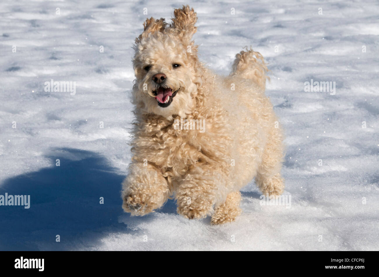 Mixed-breed Bichon-Poodle dog running or playing in the snow. Northern Ontario, Canada. Stock Photo