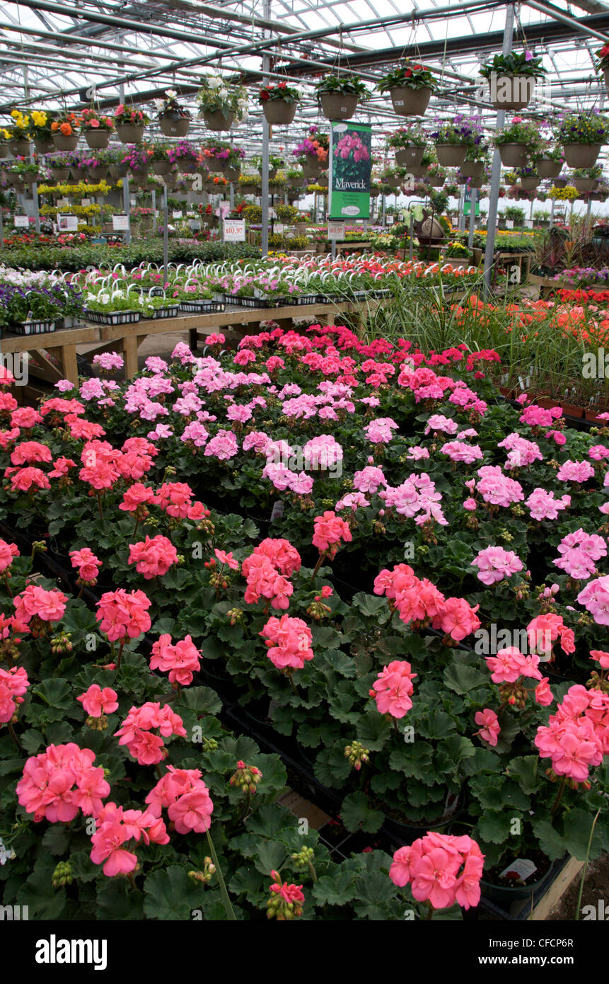 Variety of domestic flowering plants in commercial greenhouse near Thunder Bay, Ontario, Canada Stock Photo