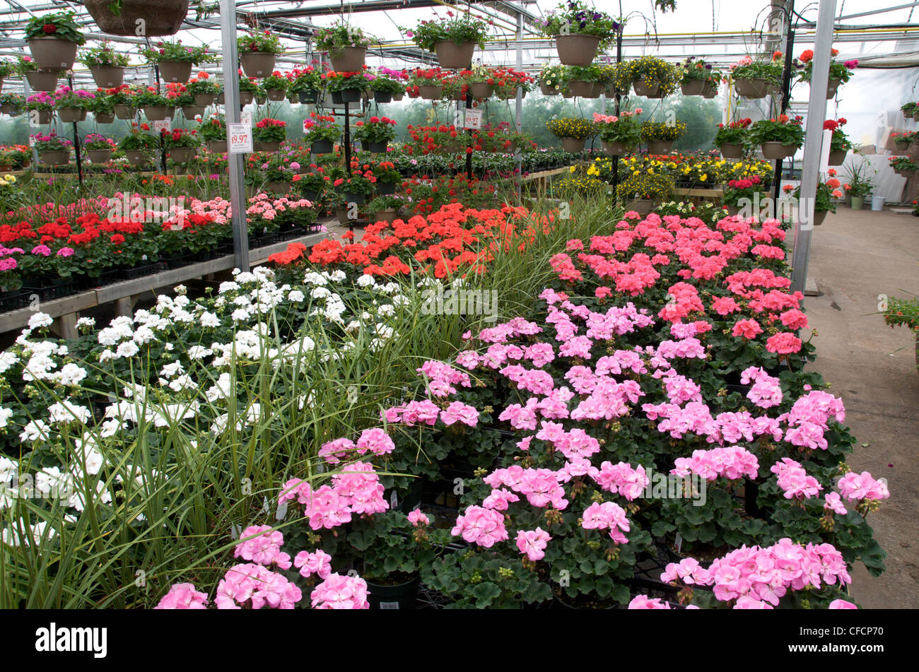 Variety of domestic flowering plants in commercial greenhouse near Thunder Bay, Ontario, Canada Stock Photo
