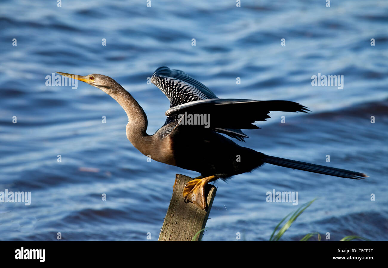 Anhinga (Anhinga anhinga Stock Photo - Alamy