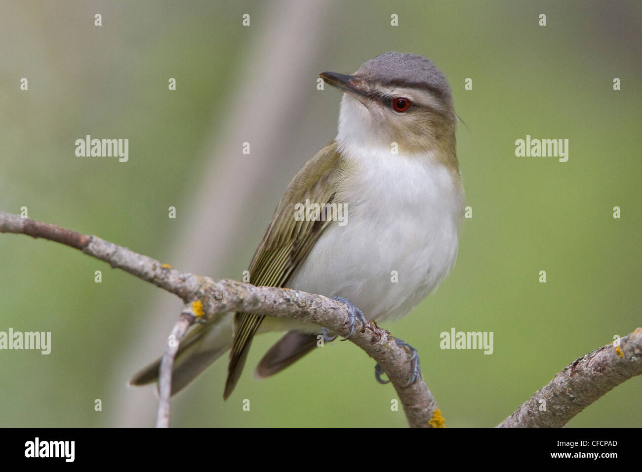 Red-eyed Vireo (Vireo olivaceus) perched on a branch Stock Photo
