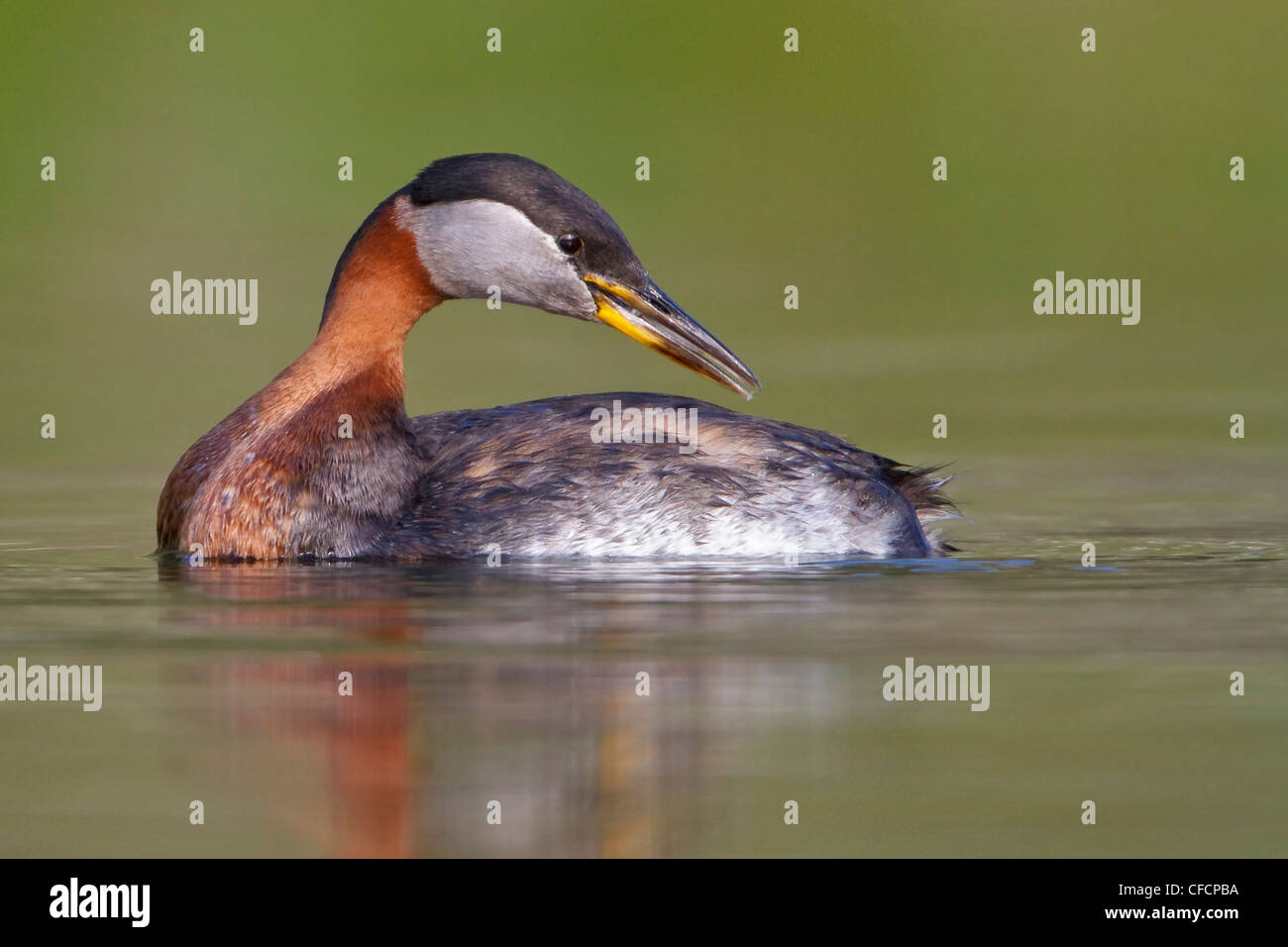 Red-necked Grebe (Podiceps grisegena) in a pond Stock Photo