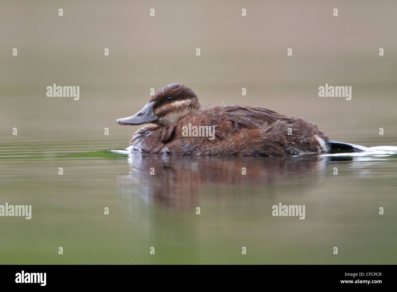 Duck with reflection in pond hi-res stock photography and images - Alamy