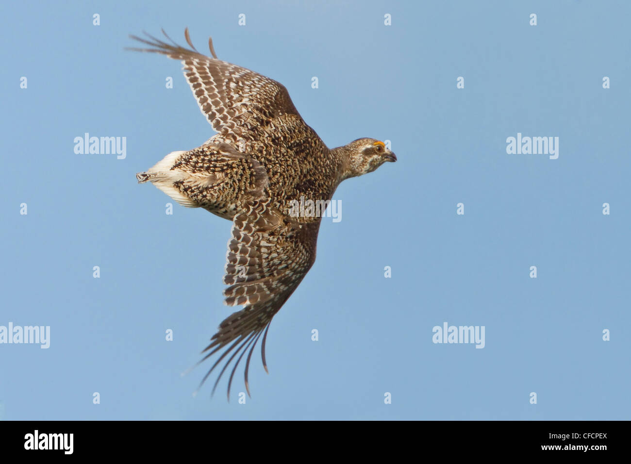Tympanuchus phasianellus flying hires stock photography and images Alamy