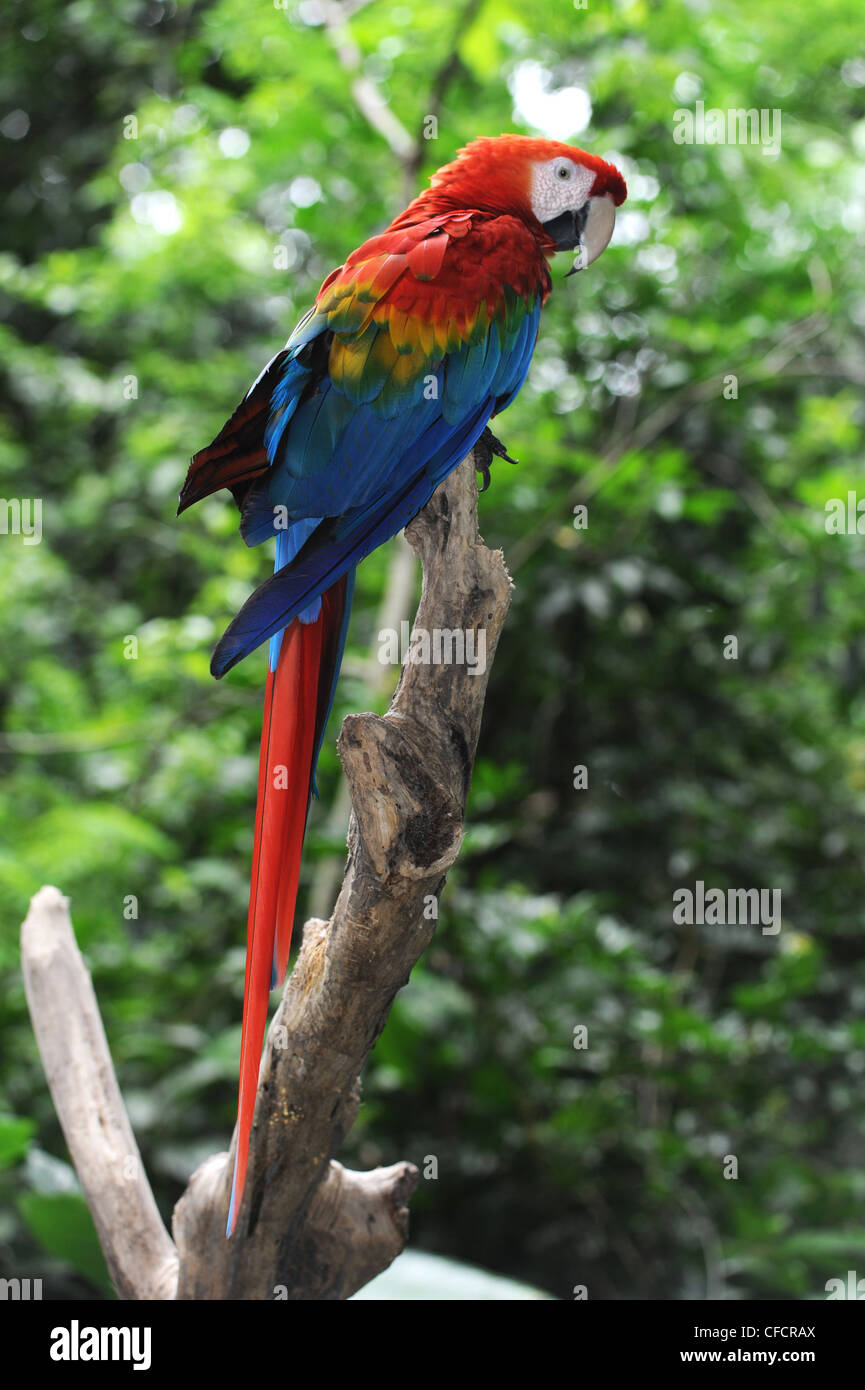 parrot Arara Macao on tropical forest, Brasil Stock Photo