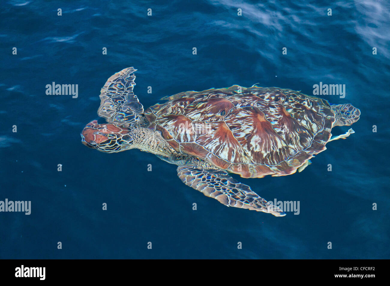 Sea turtle in the water, Andaman Sea, Indian Ocean, Similan Islands, Khao Lak, Thailand, Asia Stock Photo
