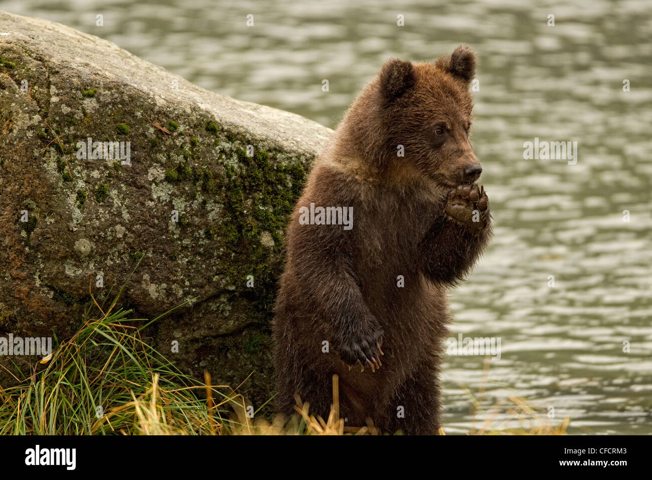 Grizzly bear cub standing on hind legs Stock Photo Alamy