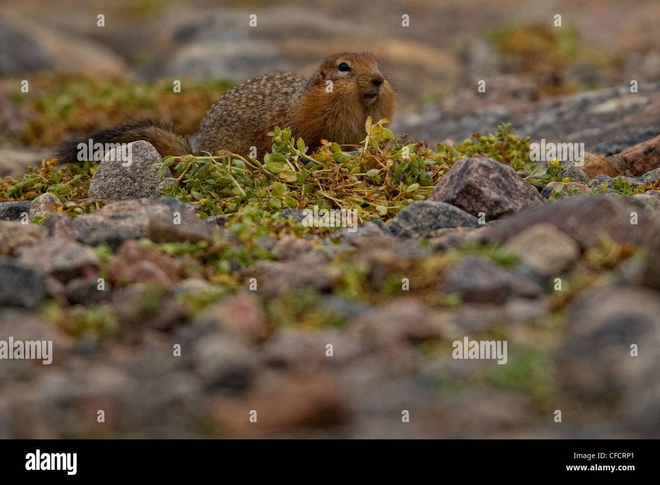 Sik sik with a mouthful of food, Hudson Bay, Manitoba. Stock Photo