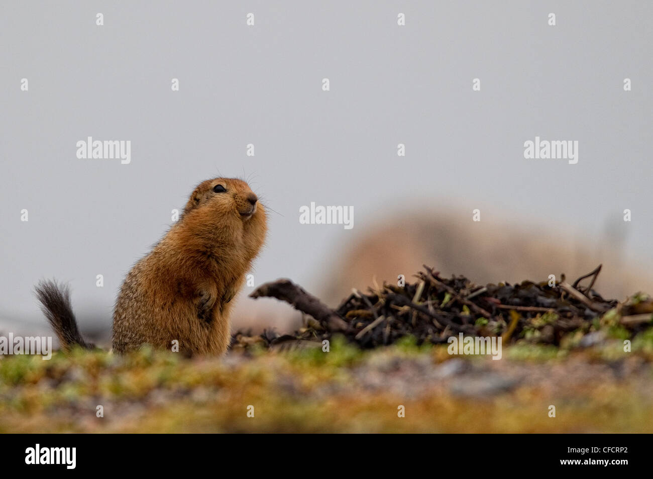 Sik sik with a mouthful of food, Hudson Bay, Manitoba. Stock Photo