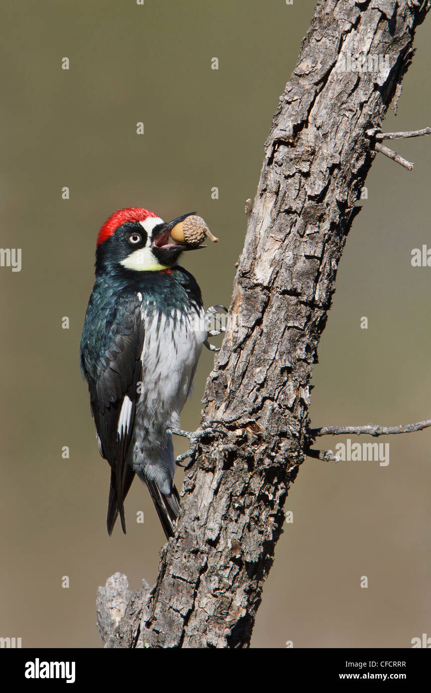 Acorn woodpecker Melanerpes formicivorus perched Stock Photo
