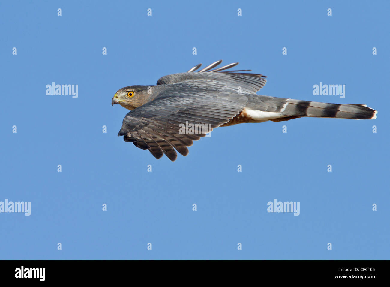 Coopers Hawk Accipiter cooperii flying Bosque del Stock Photo
