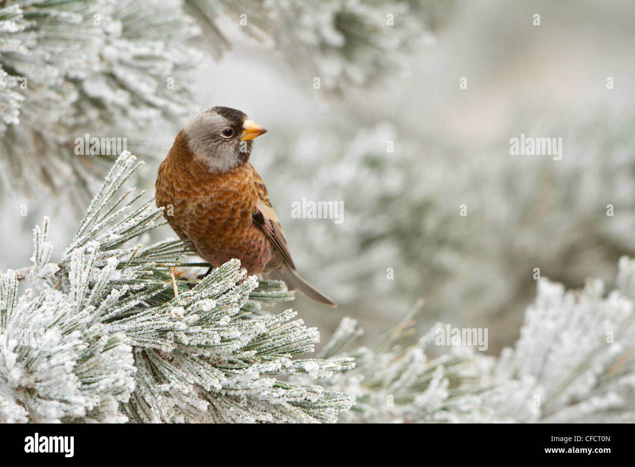 Gray-crowned Rosy Finch Leucosticle tephrocotis Stock Photo