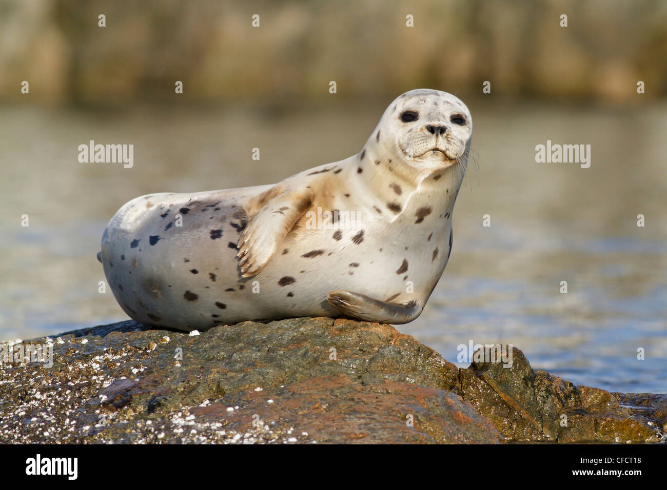 A Harbour Seal (Phoca vitulina) perched on a rock in Victoria, British Columbia, Canada. Stock Photo