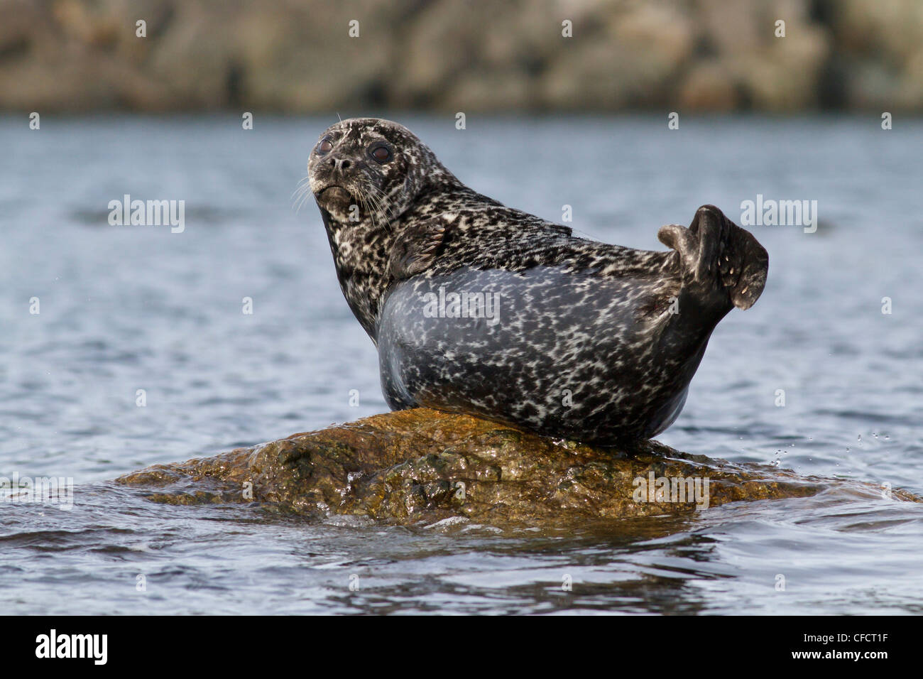 A Harbour Seal (Phoca vitulina) basking on a rock near Victoria, British Columbia, Canada Stock Photo
