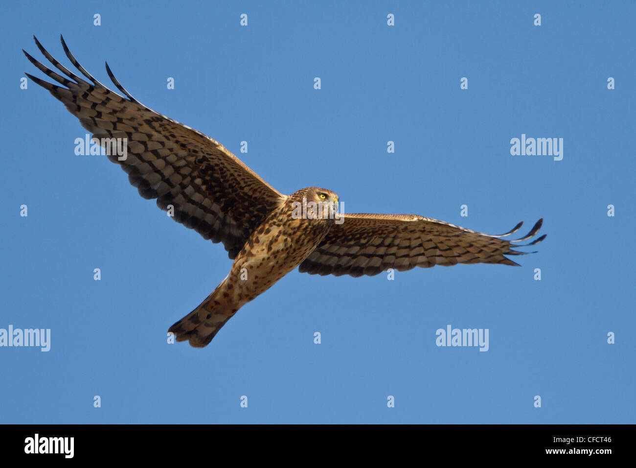 Flying harrier bird hi-res stock photography and images - Alamy