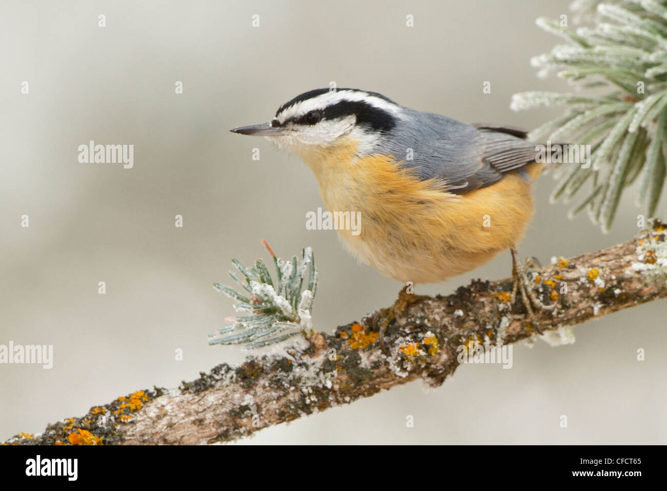 Red-breasted Nuthatch Sittcanadensis perched Stock Photo