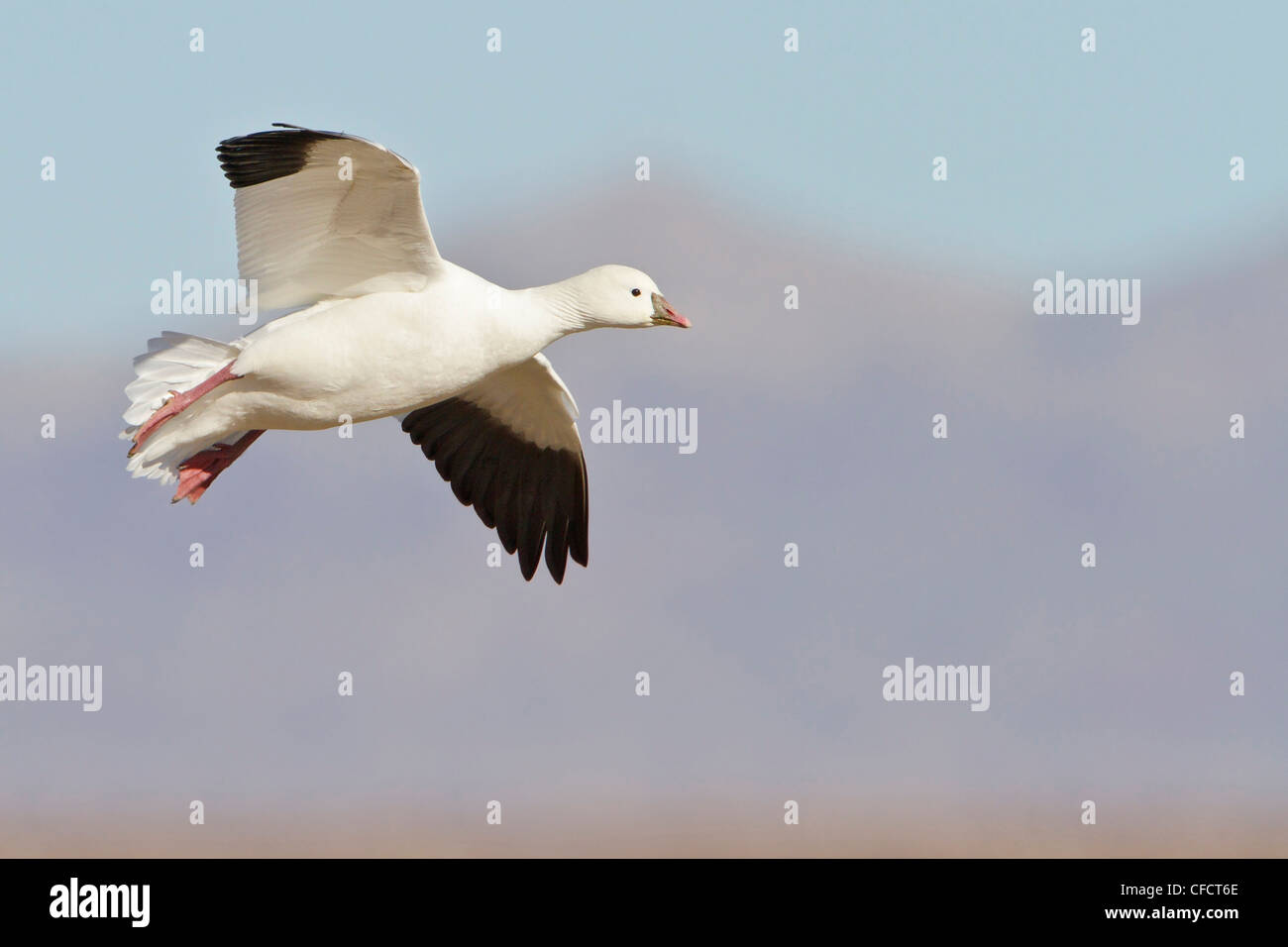 Ross's Goose (Chen rossii) flying at the Bosque del Apache wildlife refuge near Socorro, New Mexico, United States of America. Stock Photo