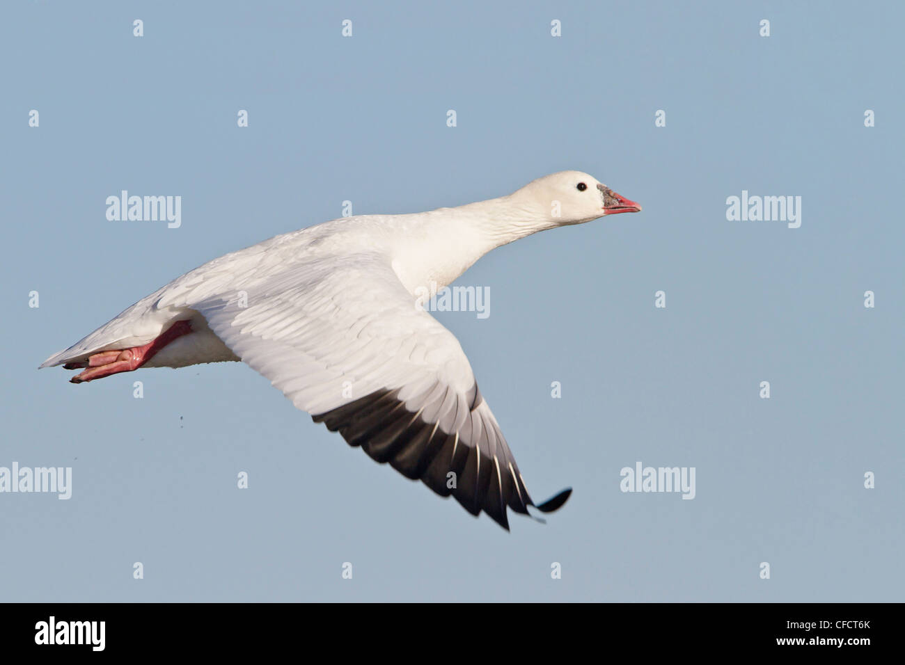 Ross's Goose (Chen rossii) flying at the Bosque del Apache wildlife refuge near Socorro, New Mexico, United States of America. Stock Photo