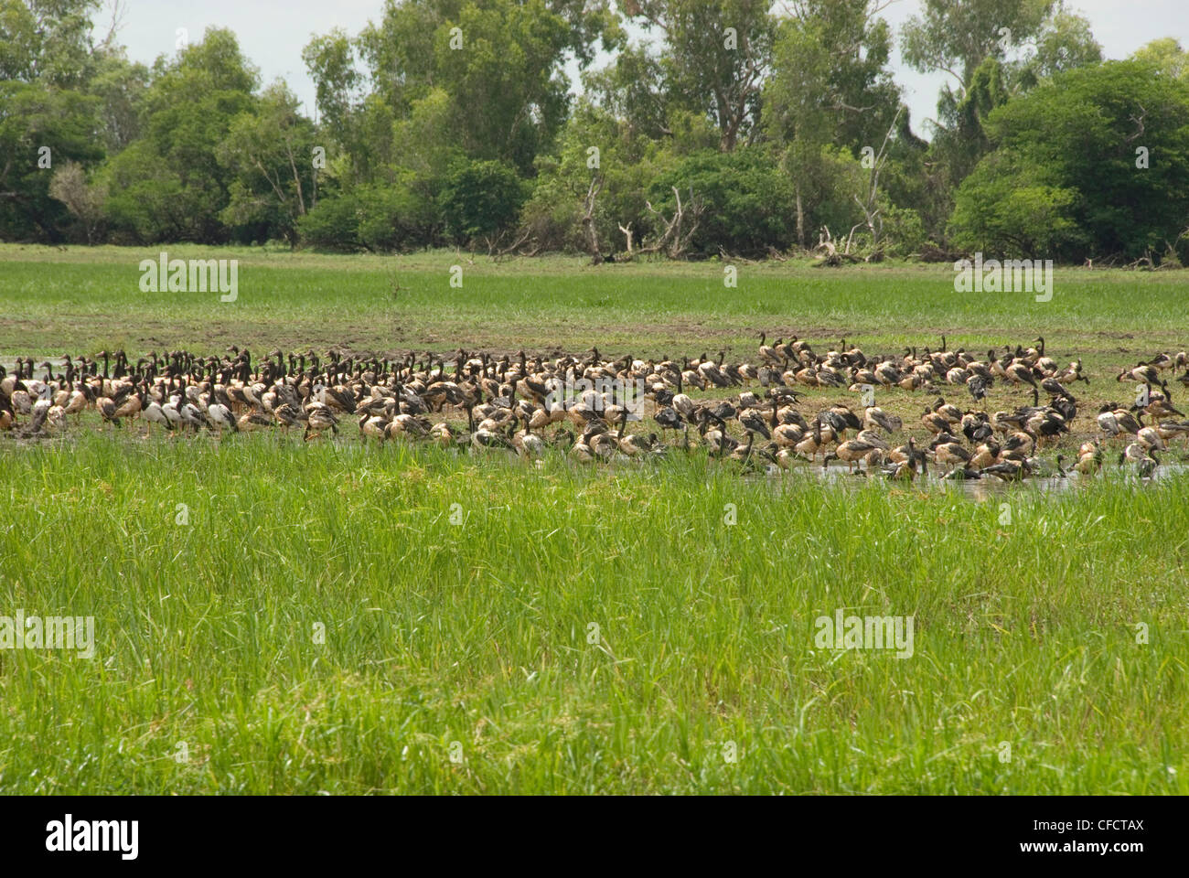 Flock of magpie geese,South Alligater River, Yellow Water Wetland, Kakadu National Park, Northern Territory, Australia Stock Photo
