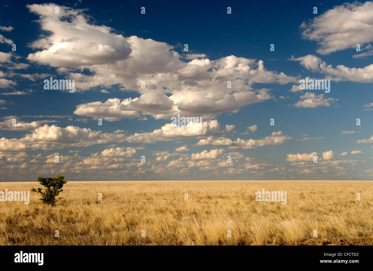 The dead-flat grasslands of the Barkly Tablelands, Northern Territory, Australia, Pacific Stock Photo
