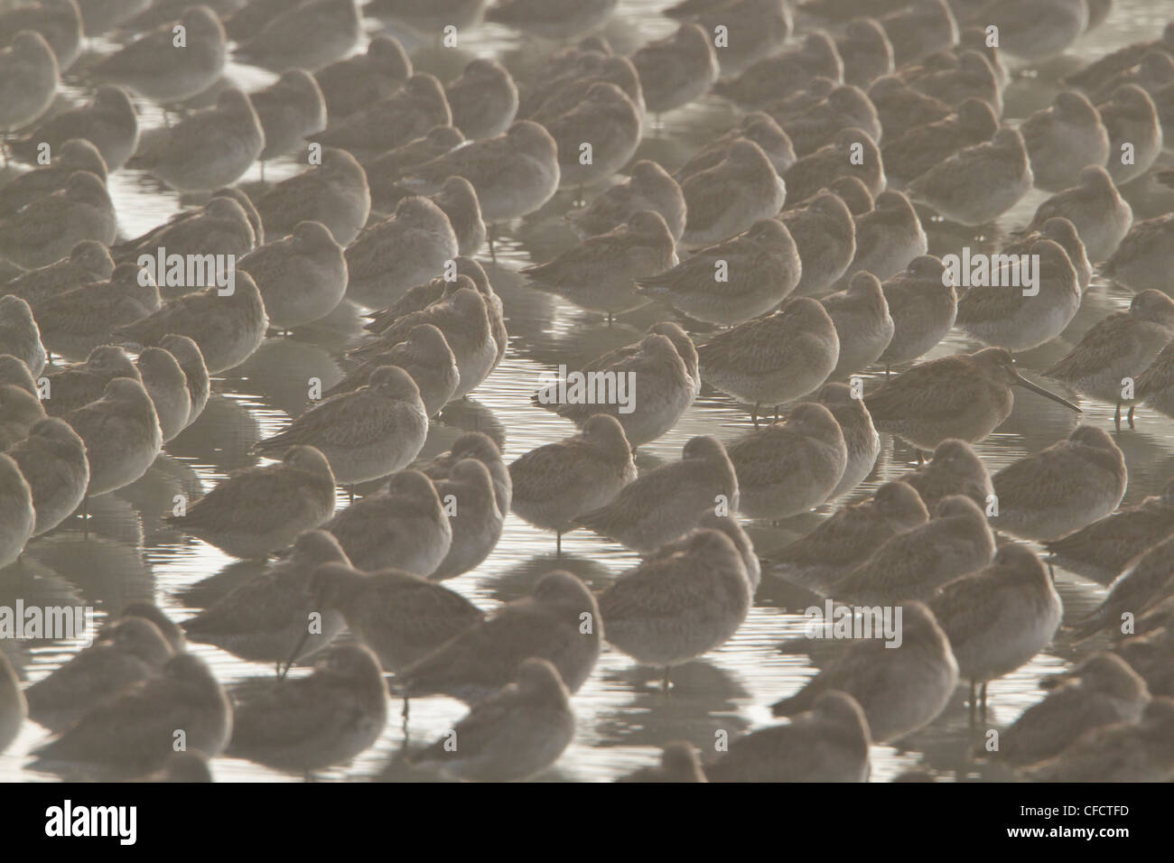 Short-billed Dowitcher (Limnodromus griseus) and other shorebirds in a wetland near Vancouver, British Columbia, Canada. Stock Photo
