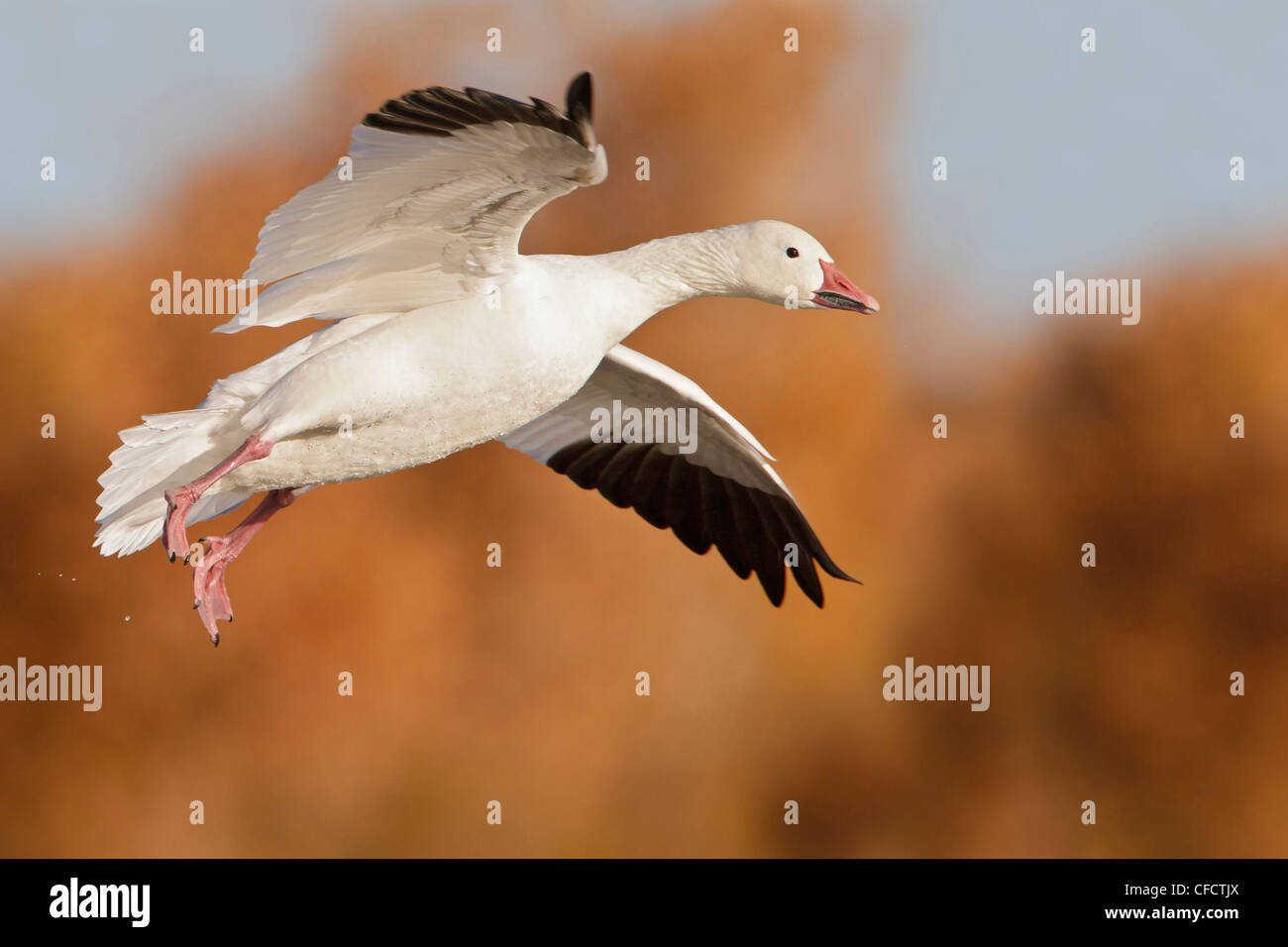 Snow Goose Chen caerulescens flying Bosque del Stock Photo