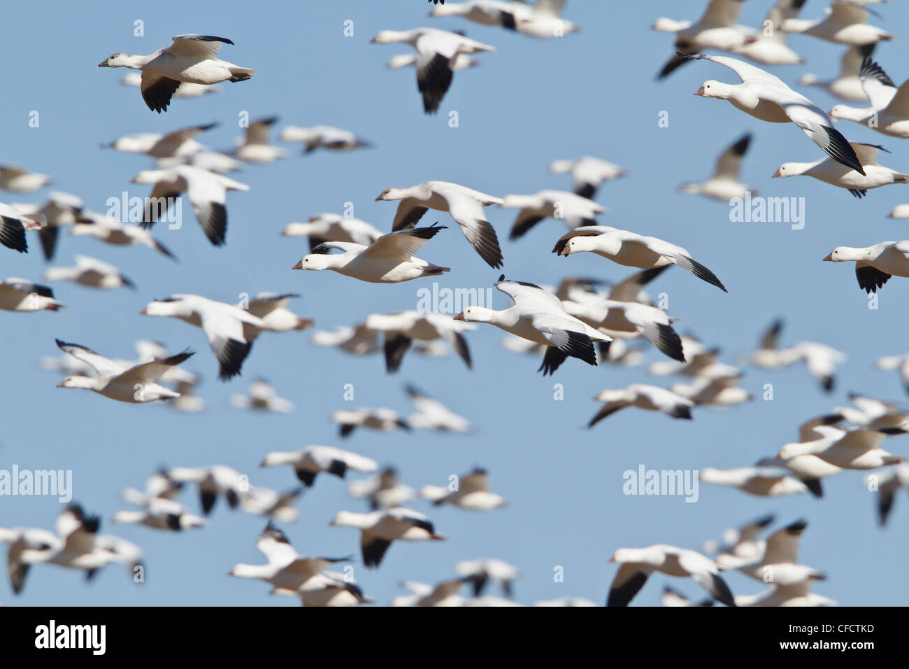 Snow Goose Chen caerulescens flying Bosque del Stock Photo