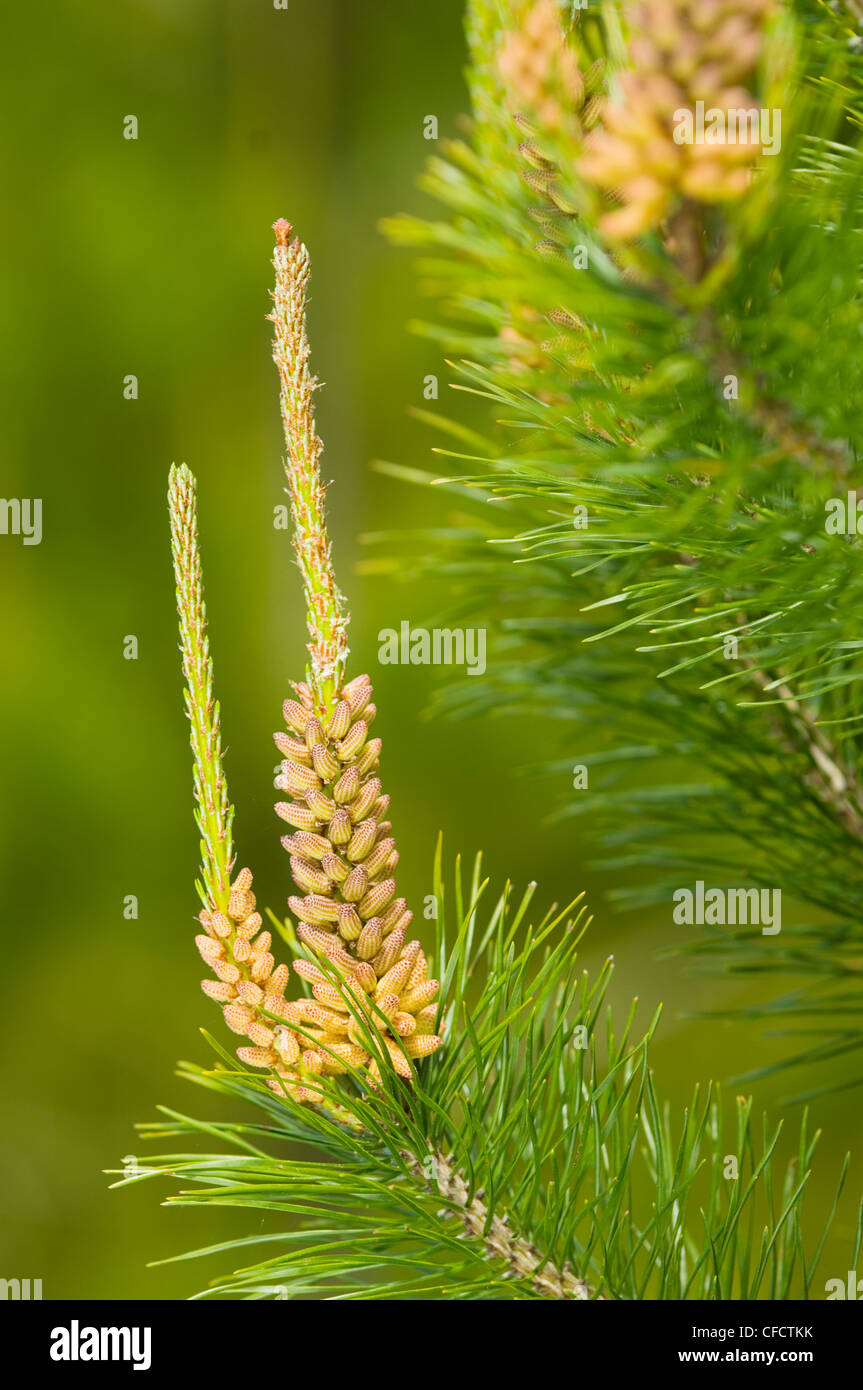 Young Pine tree with pollen, Britsh Columbia, Canada. Stock Photo