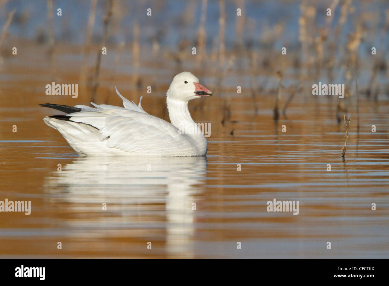 Snow Goose Chen caerulescens feeding flooded Stock Photo