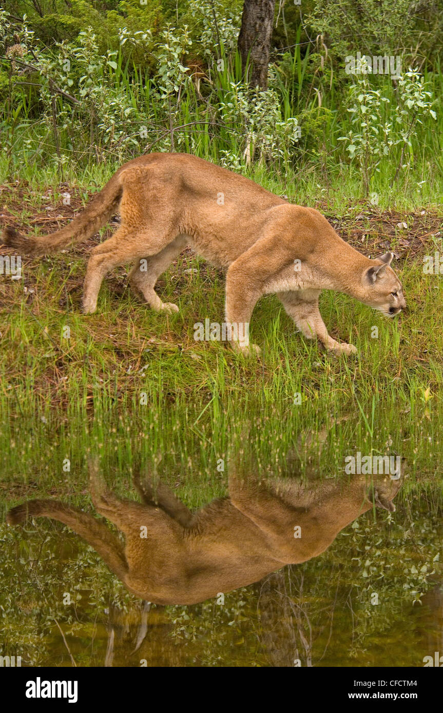 Cougar, (Puma concolor), by forest pond in spring, Montana, United States of America Stock Photo