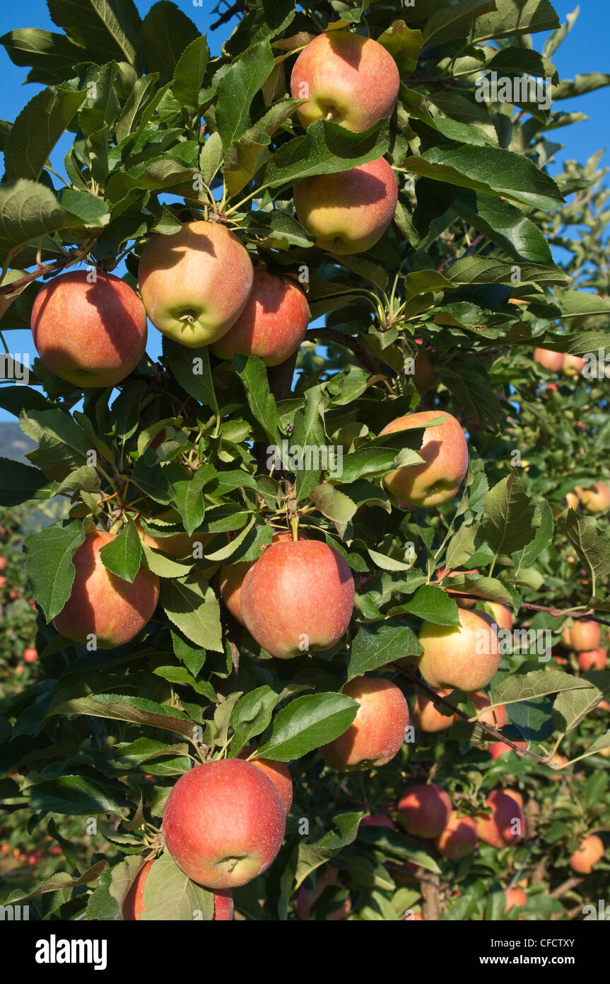 Apples in orchard at Oliver, BC, Canada in August near harvest time Stock Photo