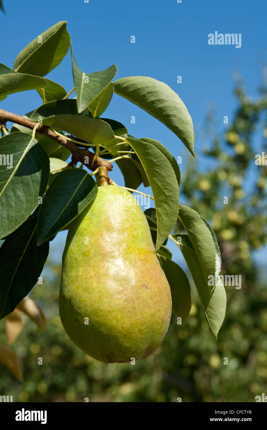 Pears in orchard at Oliver, BC, Canada in August near harvest time Stock Photo