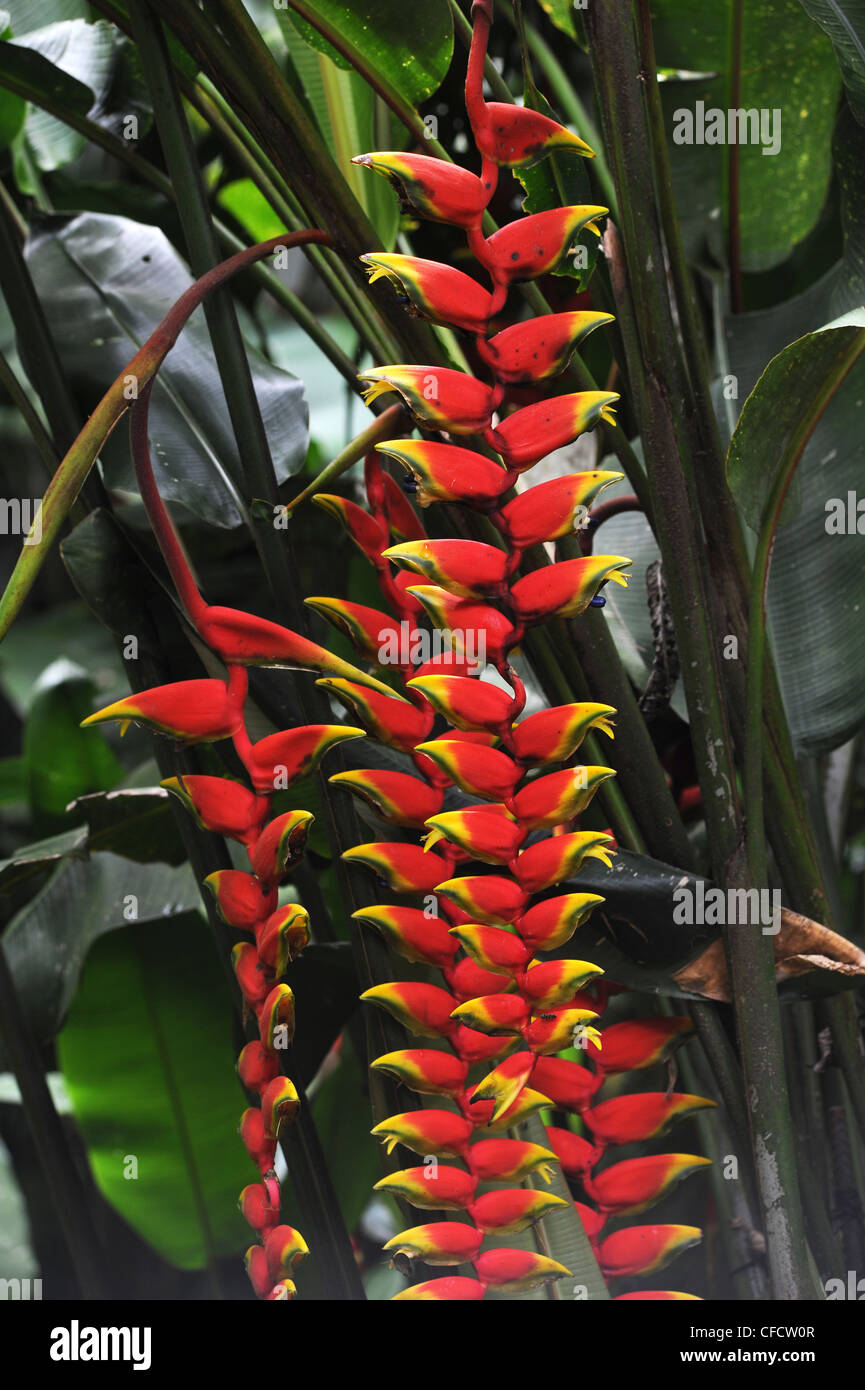 tropical flowers on the forest of Brazil Stock Photo Alamy