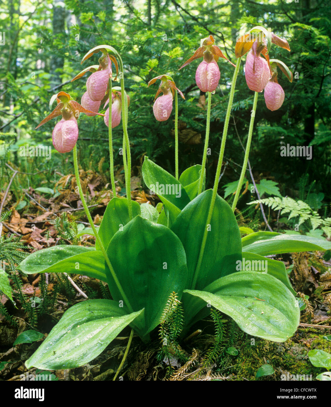 Beautiful and Rare: Showy Lady's Slippers of Brookfield - The White River  Valley Herald