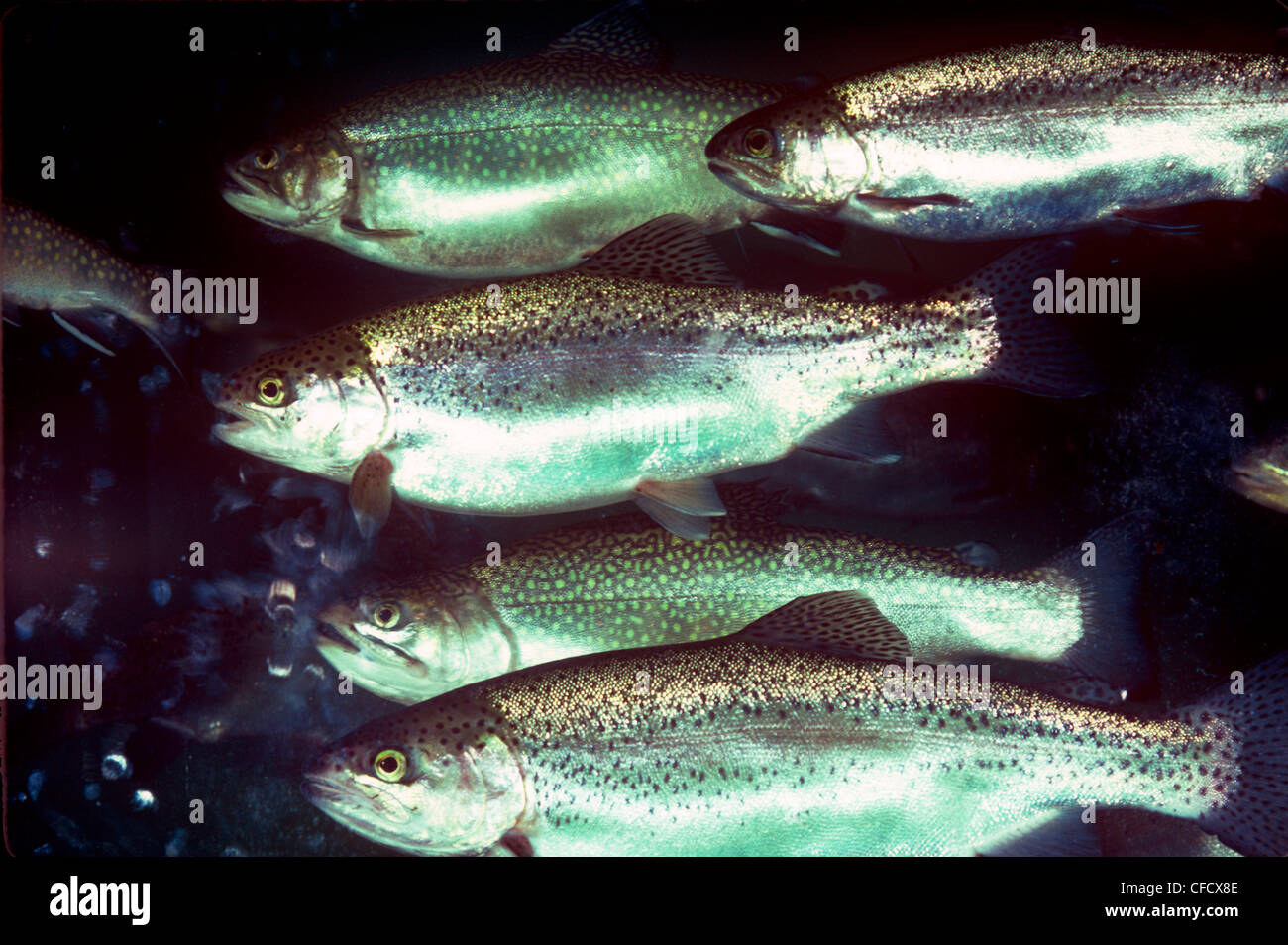 Speckled trout, (Salvelinus fontinalis) Stock Photo