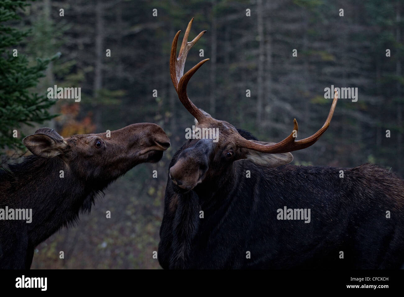 when is the moose rutting season in ontario