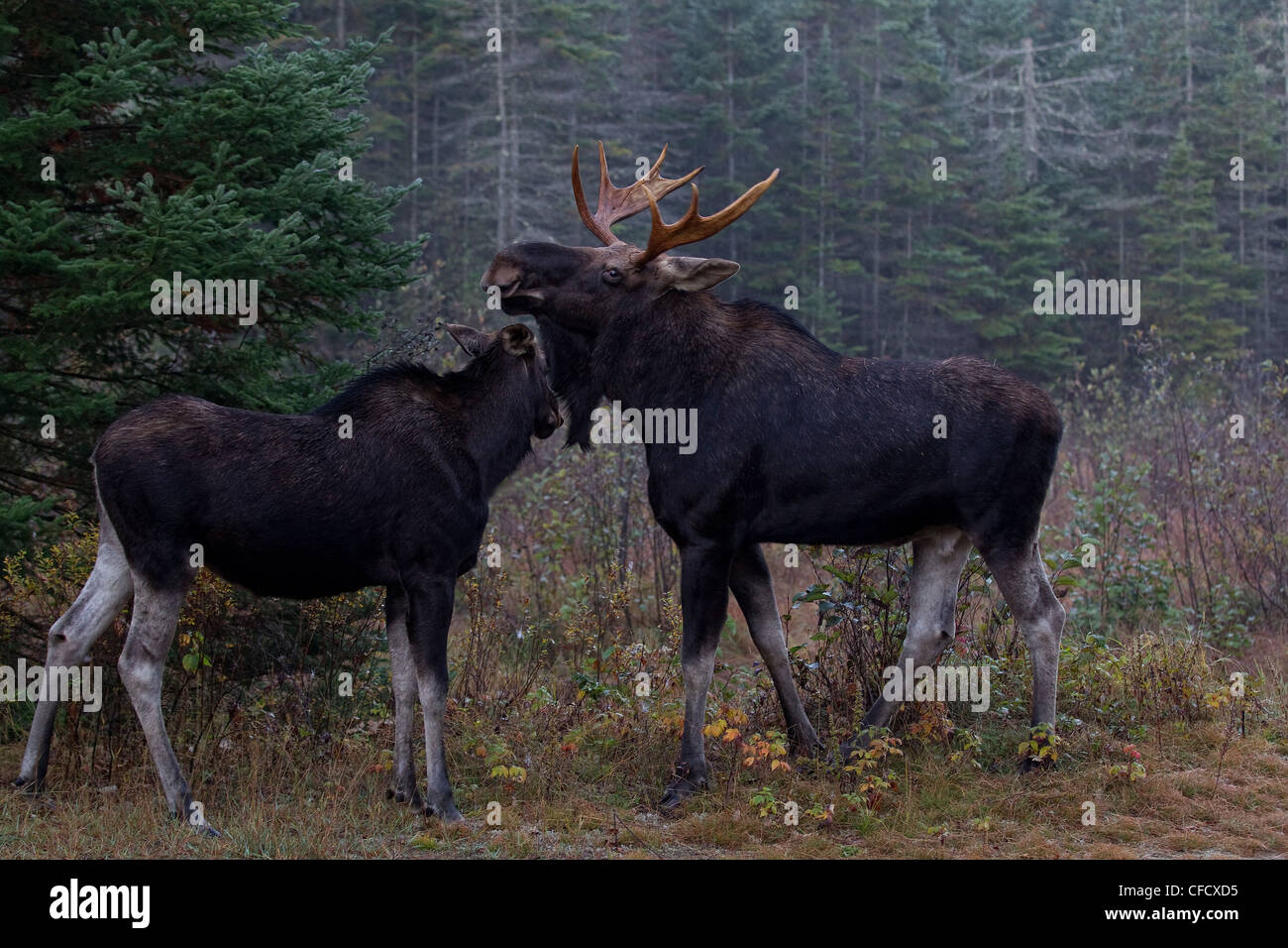 when is the moose rutting season in ontario