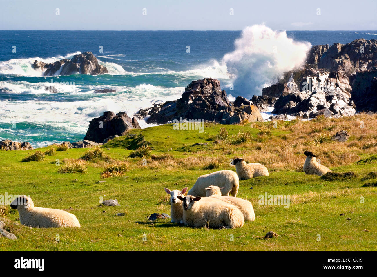 Sheep (Ovis aries) graze as waves break on Cape Bonavista Coastline, Newfoundland, Canada Stock Photo