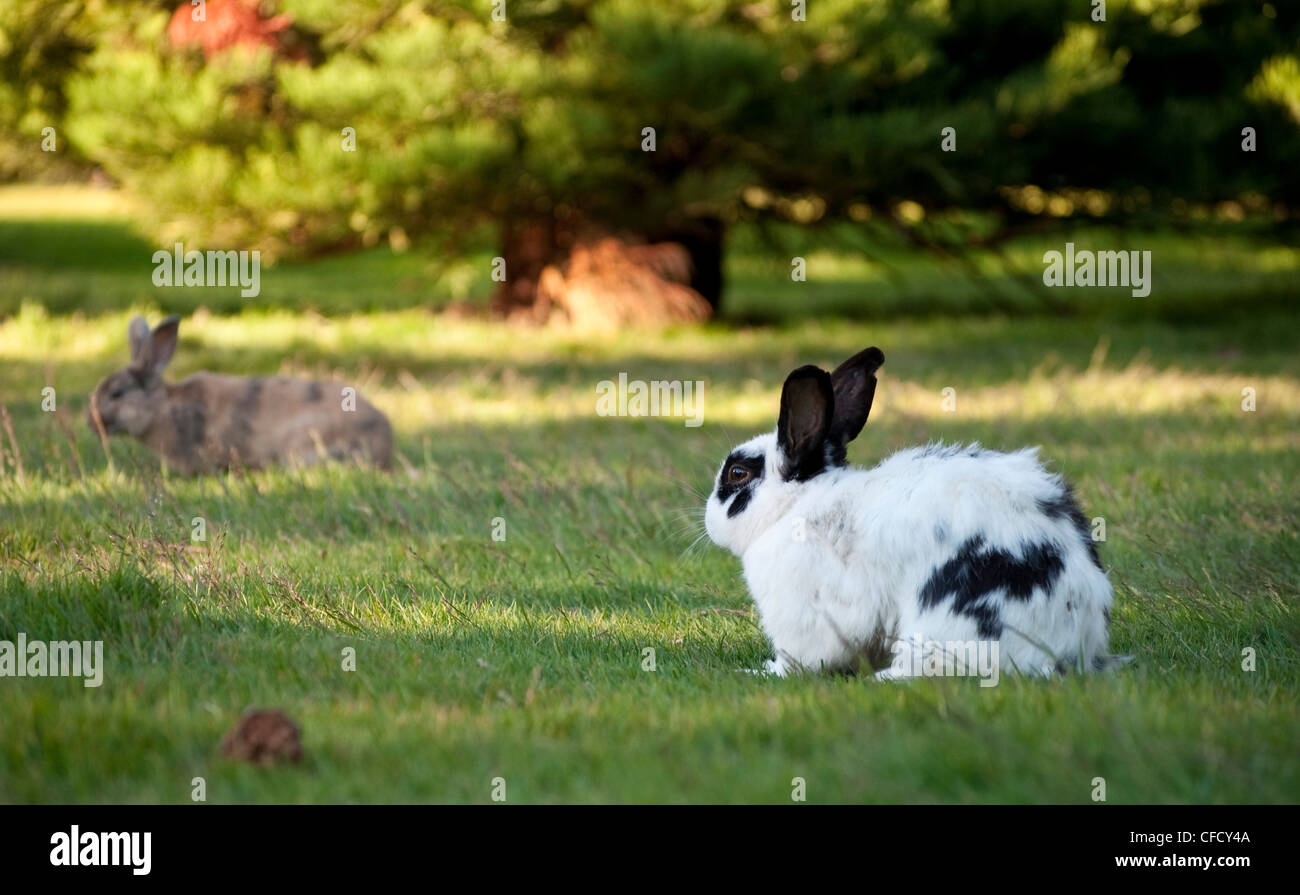 Rabbits on University of Victoria campus, Victoria, British Columbia