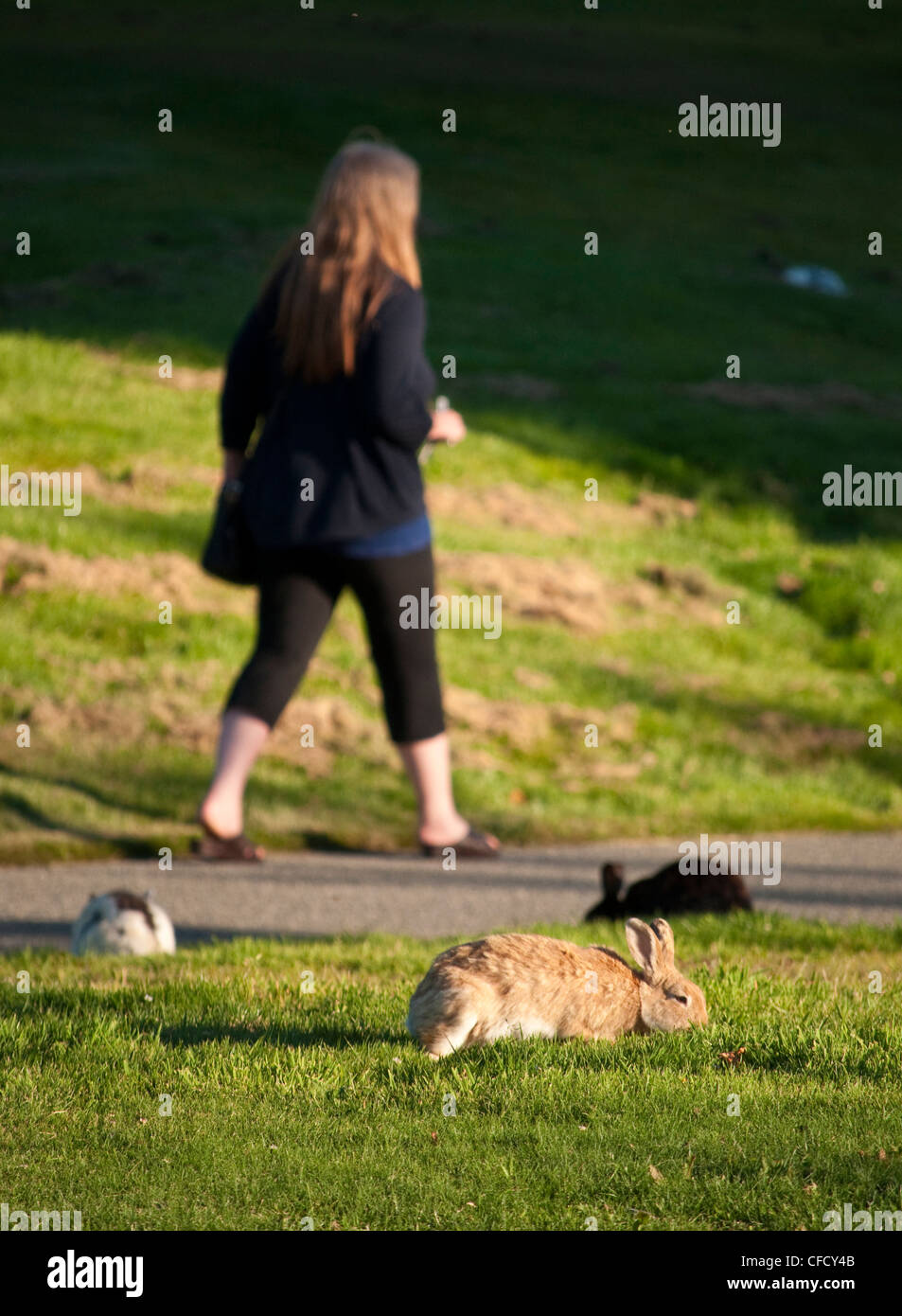 Rabbits on University of Victoria campus, Victoria, British Columbia