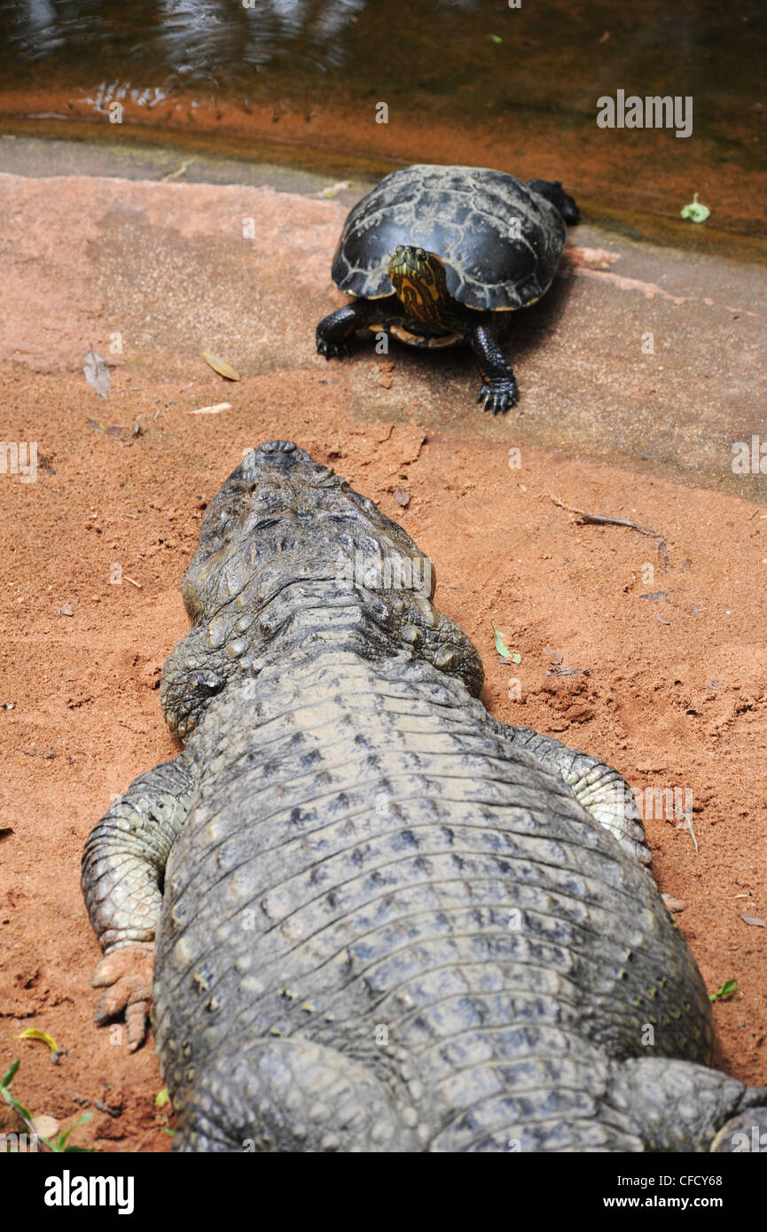 turtle and crocodile challenge Parque das Aves, Brazil Stock Photo