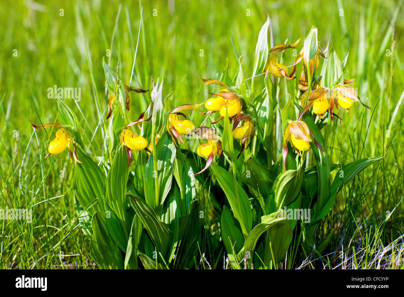 Yellow Lady's Slipper Orchid, (Cypripedium parviflorum), Alberta, Canada Stock Photo