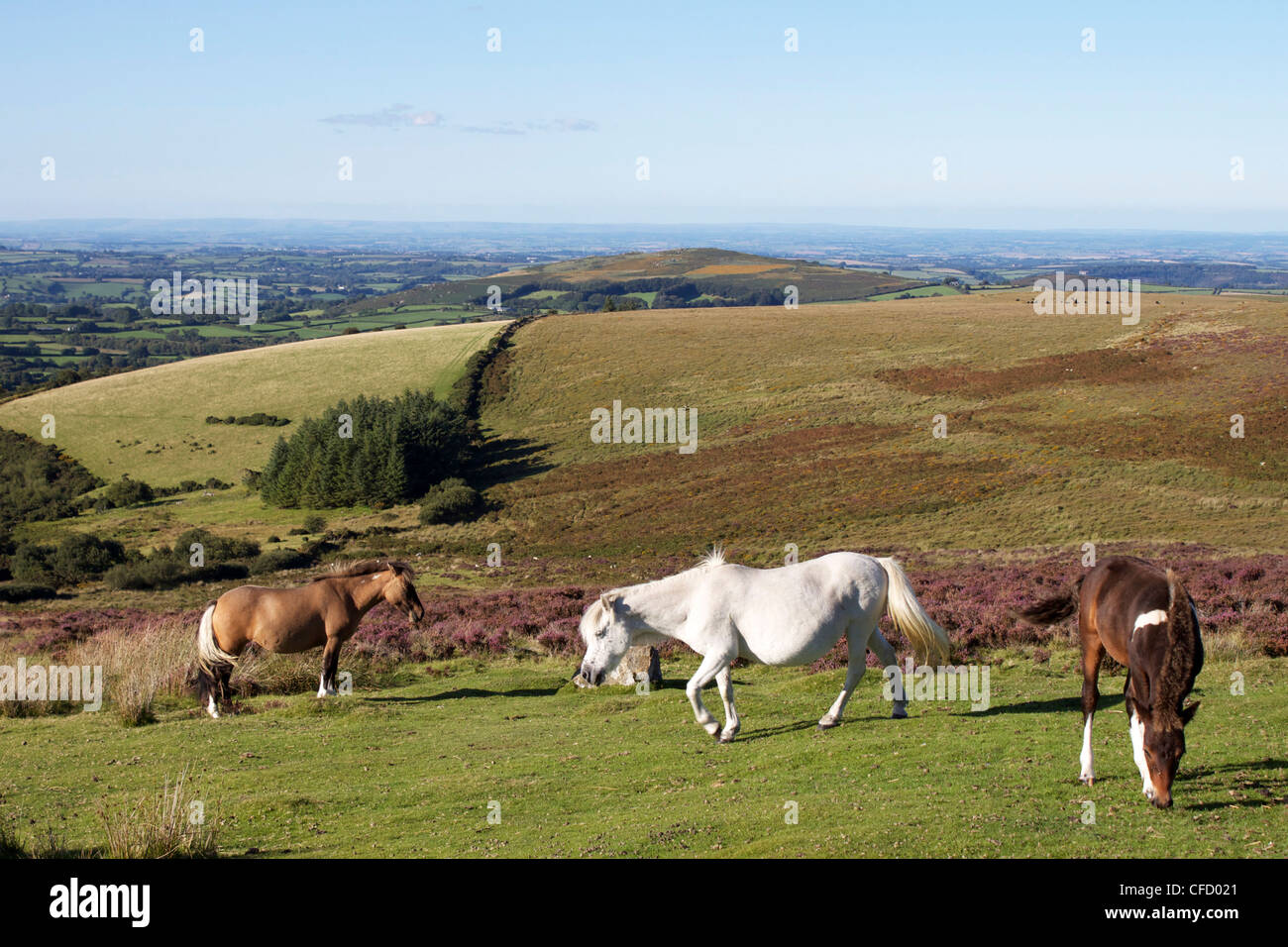 Dartmoor Ponies, Dartmoor, Devon, England, United Kingdom, Europe Stock
